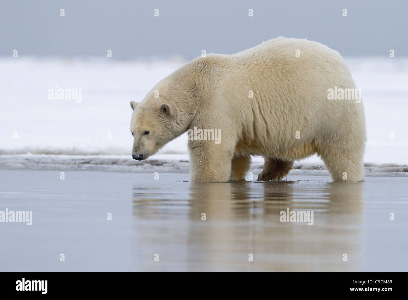 Orso polare (Ursus maritimus) femmina camminando lungo la riva del mare Beaufort a Kaktovik, Isola di baratto, Alaska nel mese di ottobre Foto Stock