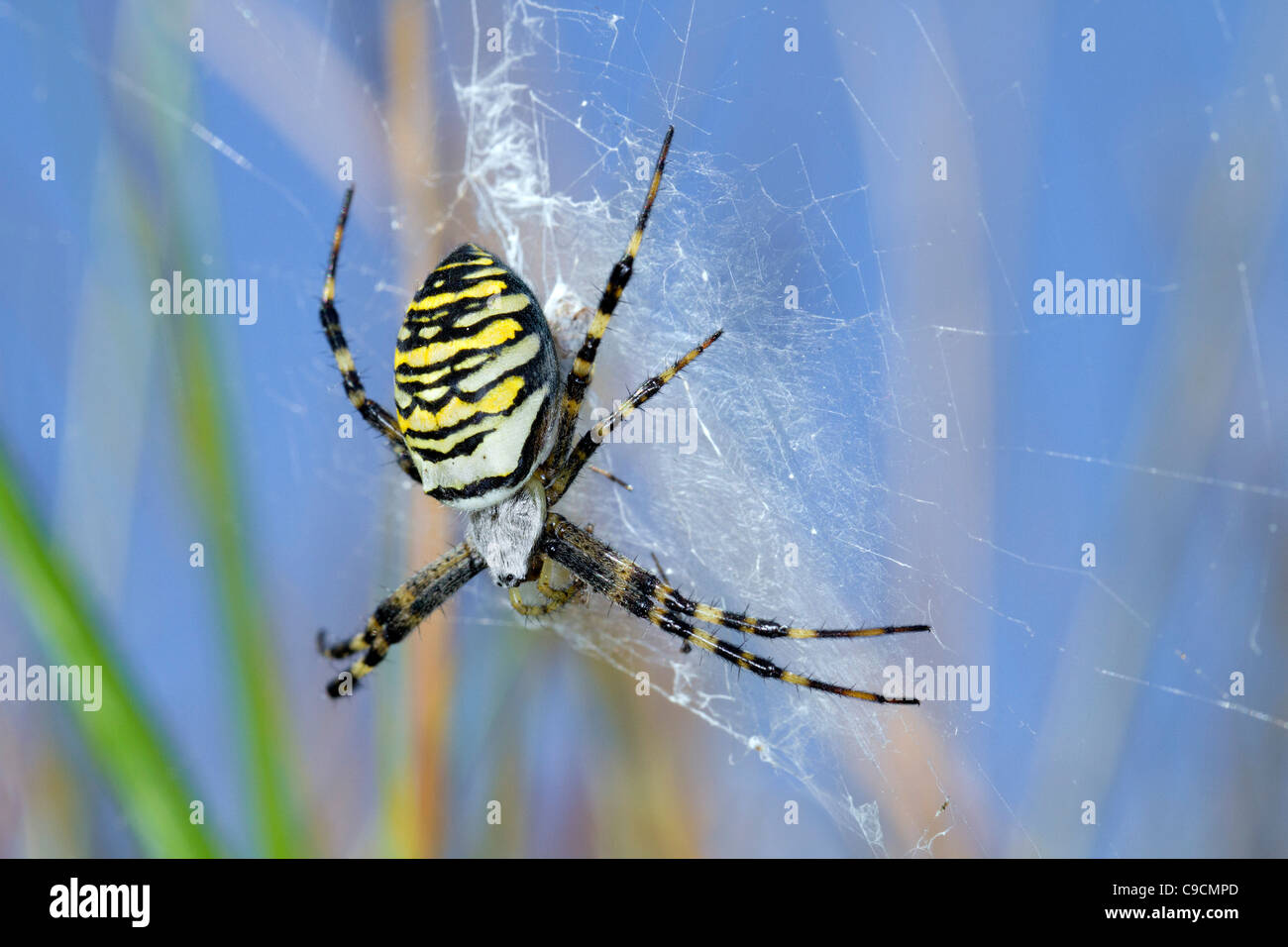 Wasp Spider; Argiope bruennichi; sul web; Cornovaglia; Regno Unito Foto Stock