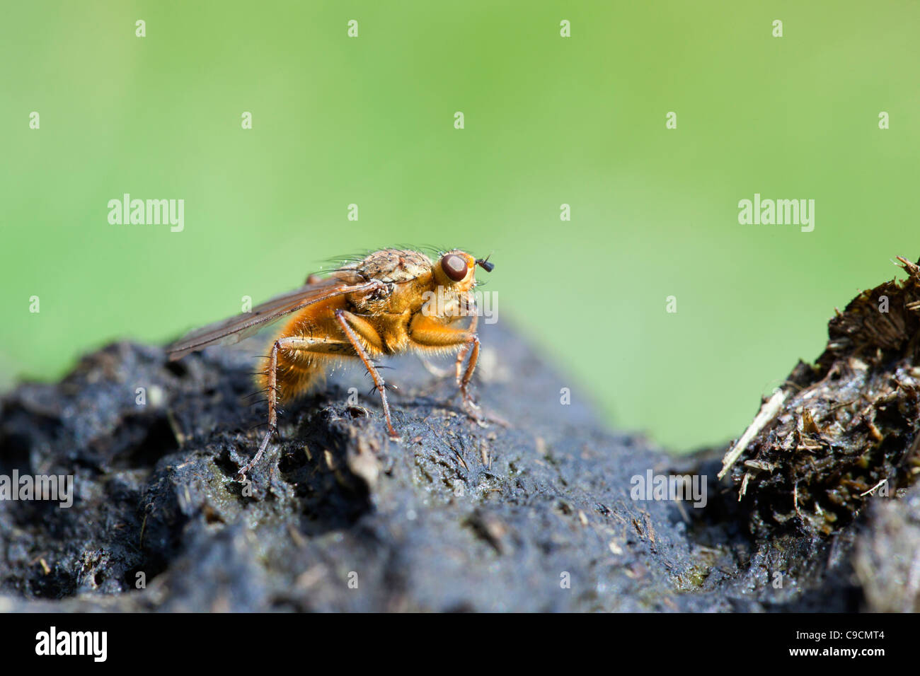 Sterco giallo Fly; Scatophaga stercoraria; Cornovaglia; Regno Unito Foto Stock