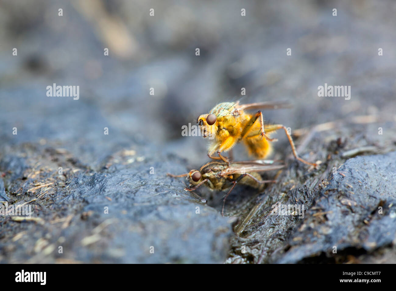 Sterco giallo Fly; Scatophaga stercoraria; Cornovaglia; Regno Unito Foto Stock