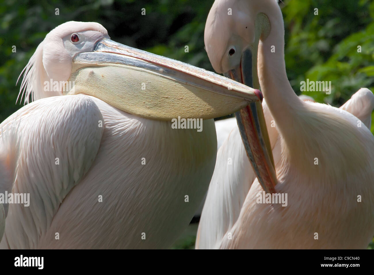 Pelican ottimistico uccello becco animale Natura della Fauna Selvatica Selvatica Foto Stock