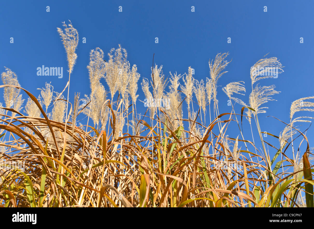 Amur erba di argento (miscanthus sacchariflorus) Foto Stock