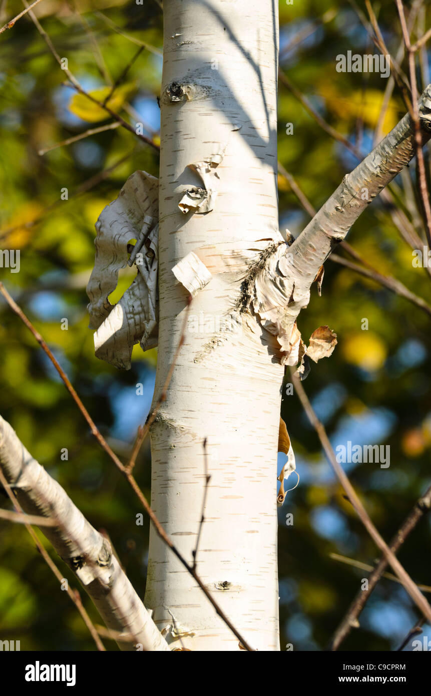 L'Himalayan birch (Betula utilis var. jacquemontii) Foto Stock