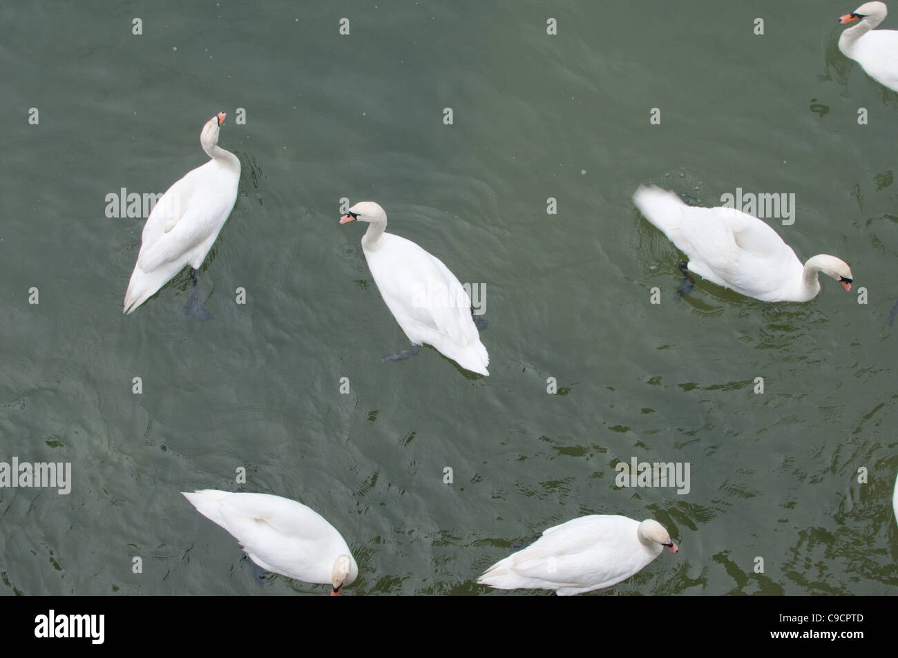 Cigni nel fiume arun Foto Stock