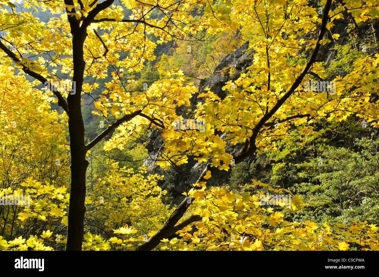 Norvegia (acero Acer platanoides), del tronco e delle foglie, in