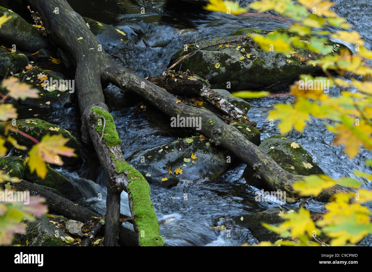 Norvegia (acero Acer platanoides) in corrispondenza di un ruscello di montagna, bode la riserva naturale Valle, Germania Foto Stock