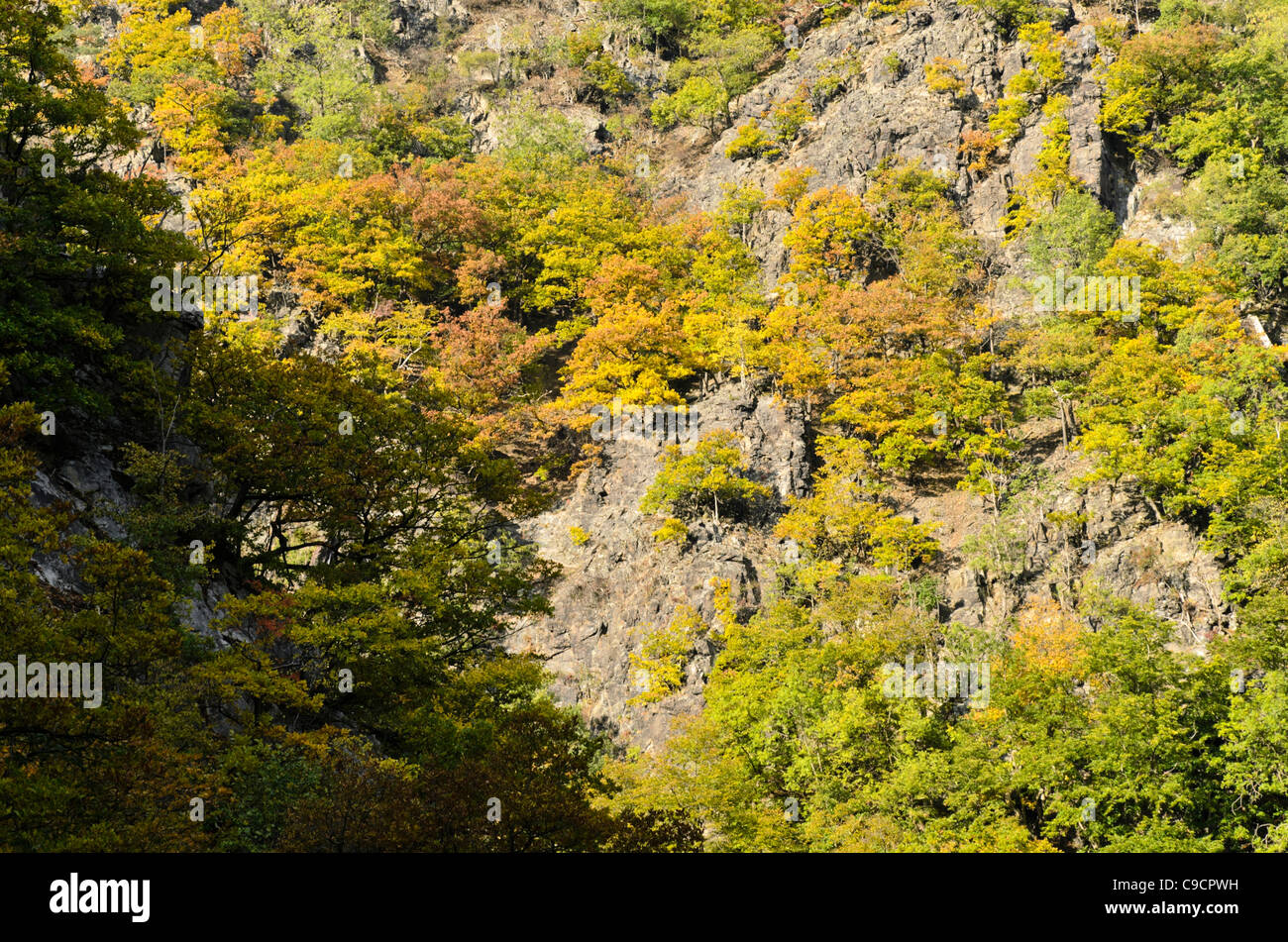 Autunnale di foreste di montagna, bode la riserva naturale Valle, Germania Foto Stock