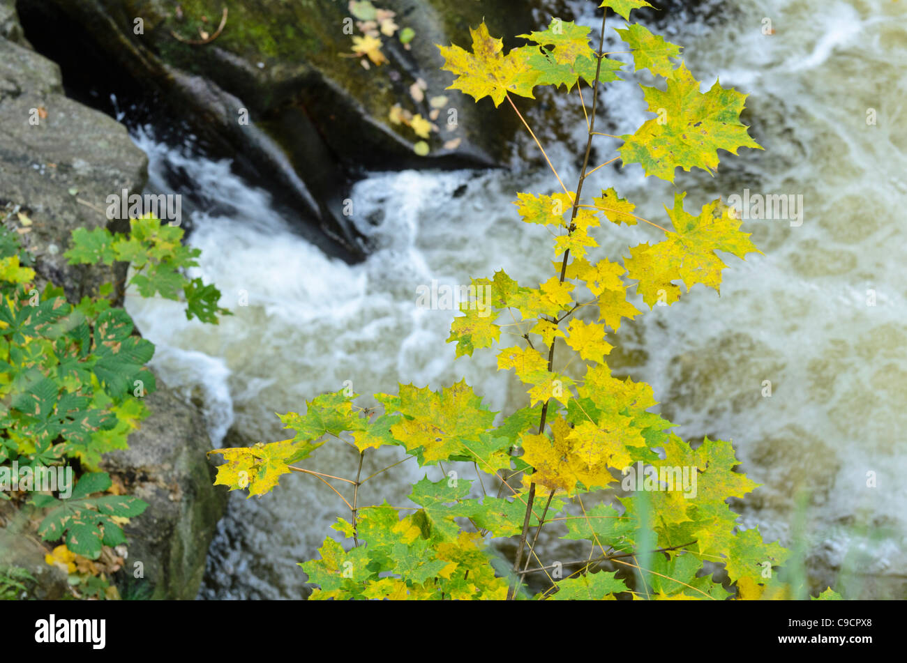 Norvegia (acero Acer platanoides) in corrispondenza di un ruscello di montagna, bode la riserva naturale Valle, Germania Foto Stock
