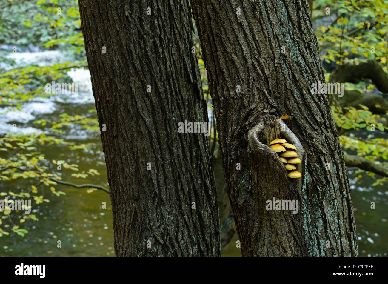 Carpino comune (Carpinus betulus) con funghi in un ruscello di montagna Foto Stock