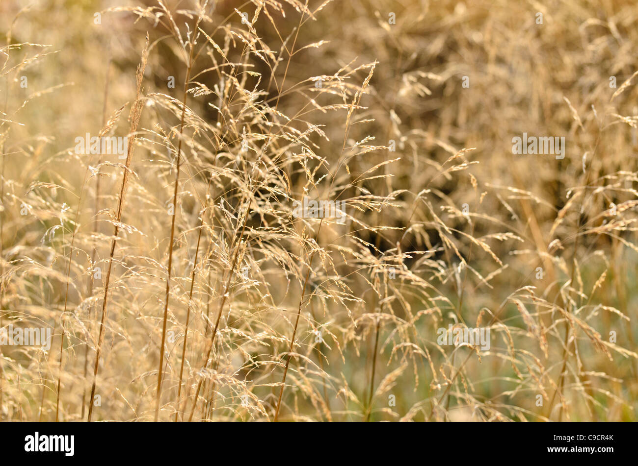 Capelli tufted erba (deschampsia cespitosa) Foto Stock