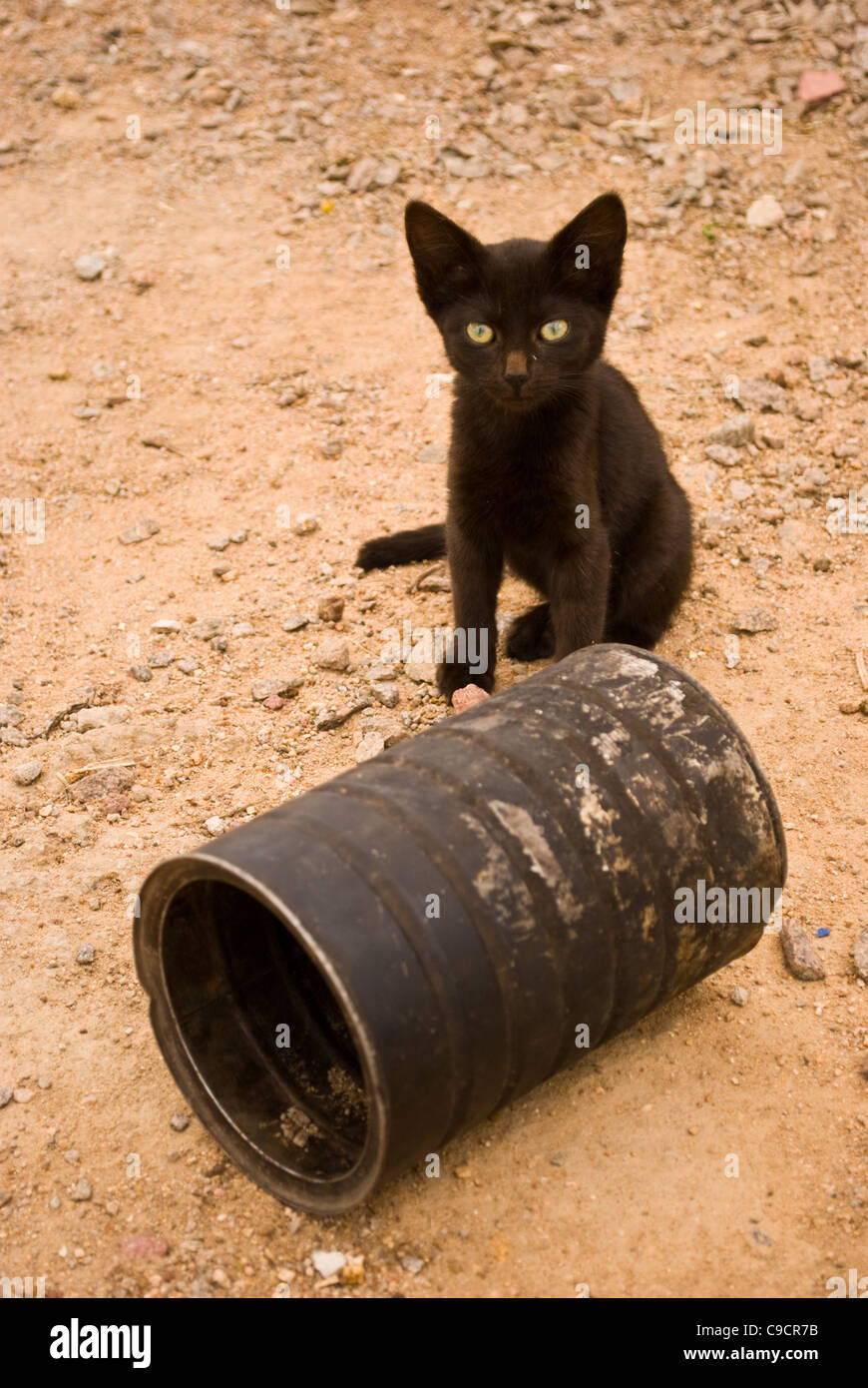 Un affamato gattino accanto a vuoto stagno alimentare a Bulawayo, Zimbabwe. Animali domestici vivono di qualunque sfridi possono trovare. Foto Stock