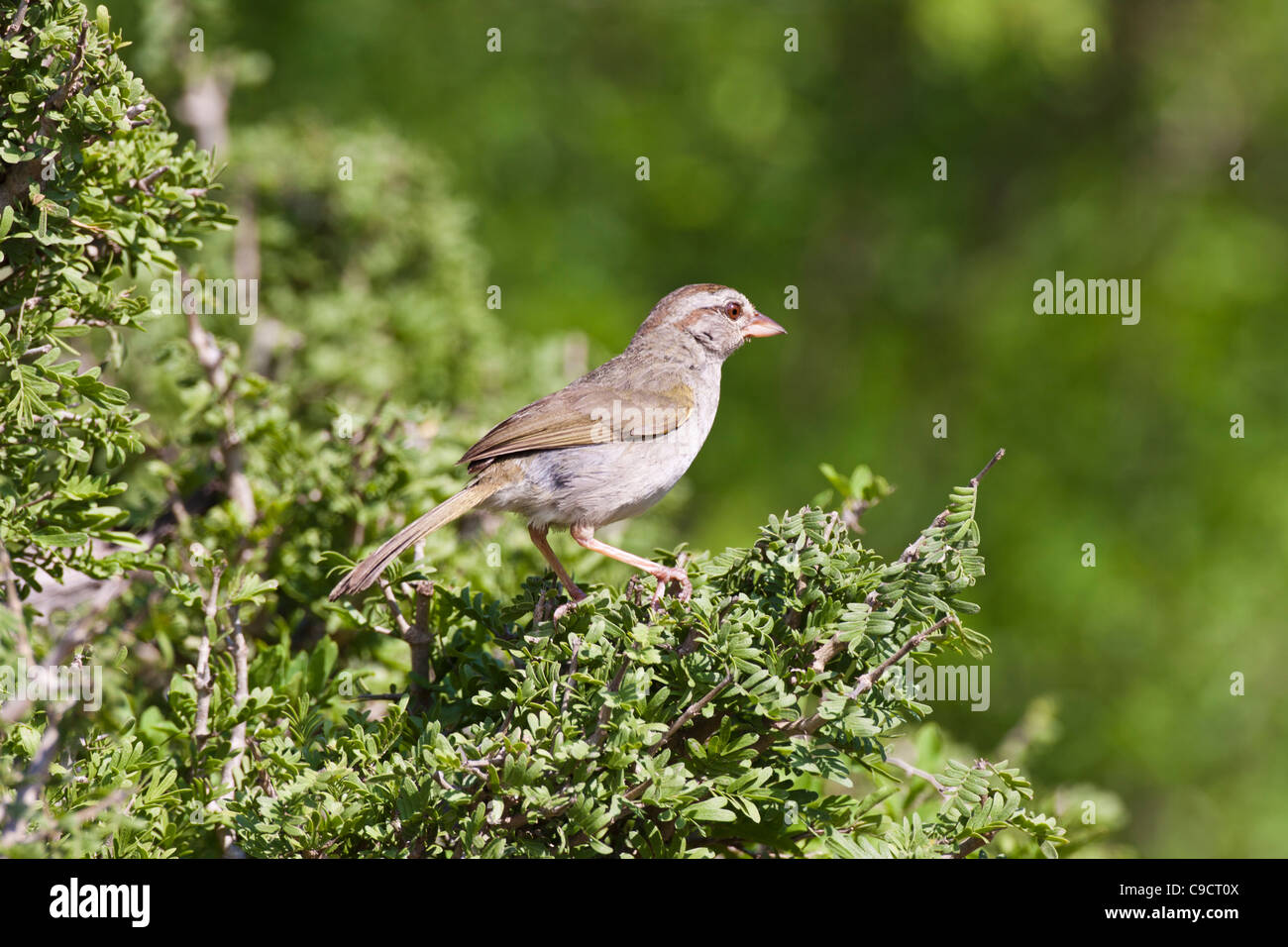 Sparrow di olive, Arremonops rufivirgatus, una specie di passero americano della famiglia Emberizidae, in un ranch del Texas del Sud. Foto Stock