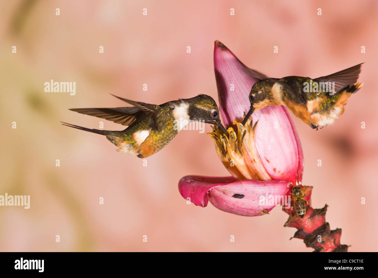 Purple-throated hummingbird Woodstar, Calliphlox mitchellii, a Tandayapa Lodge Foto Stock