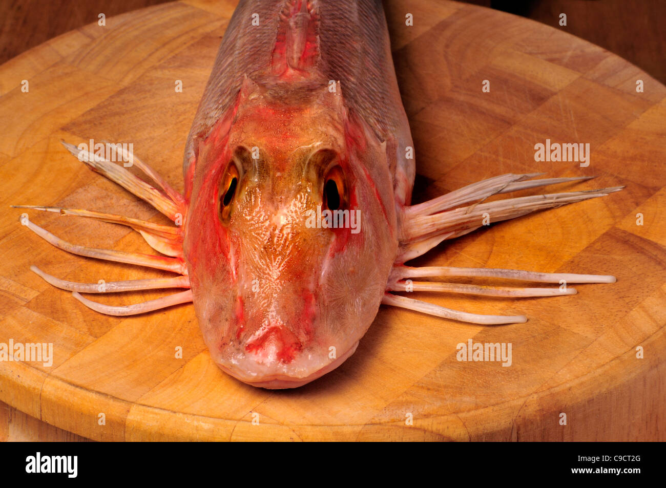 Red Gurnard sul tagliere Foto Stock