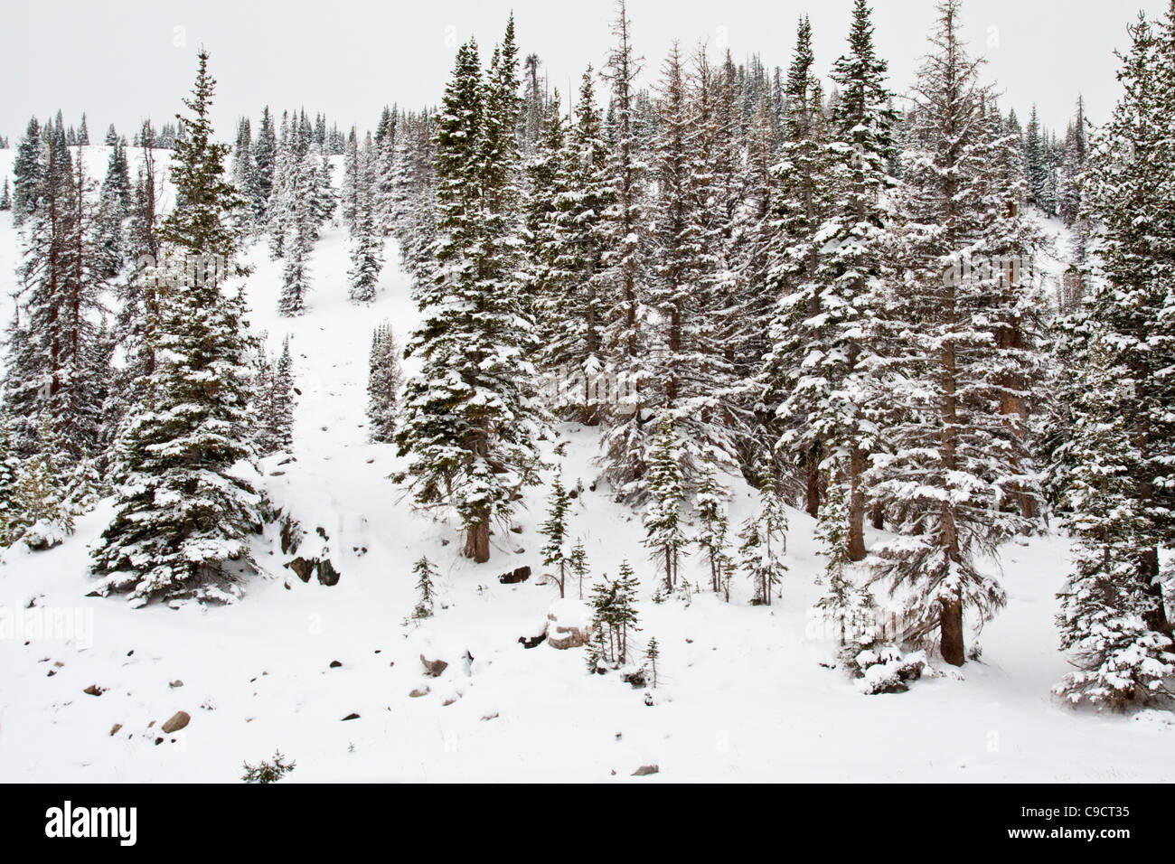 Inizio della tempesta di neve in ottobre in Medicine Bow National Forest lungo la panoramica strada statale 130 nel sud-est del Wyoming. Foto Stock