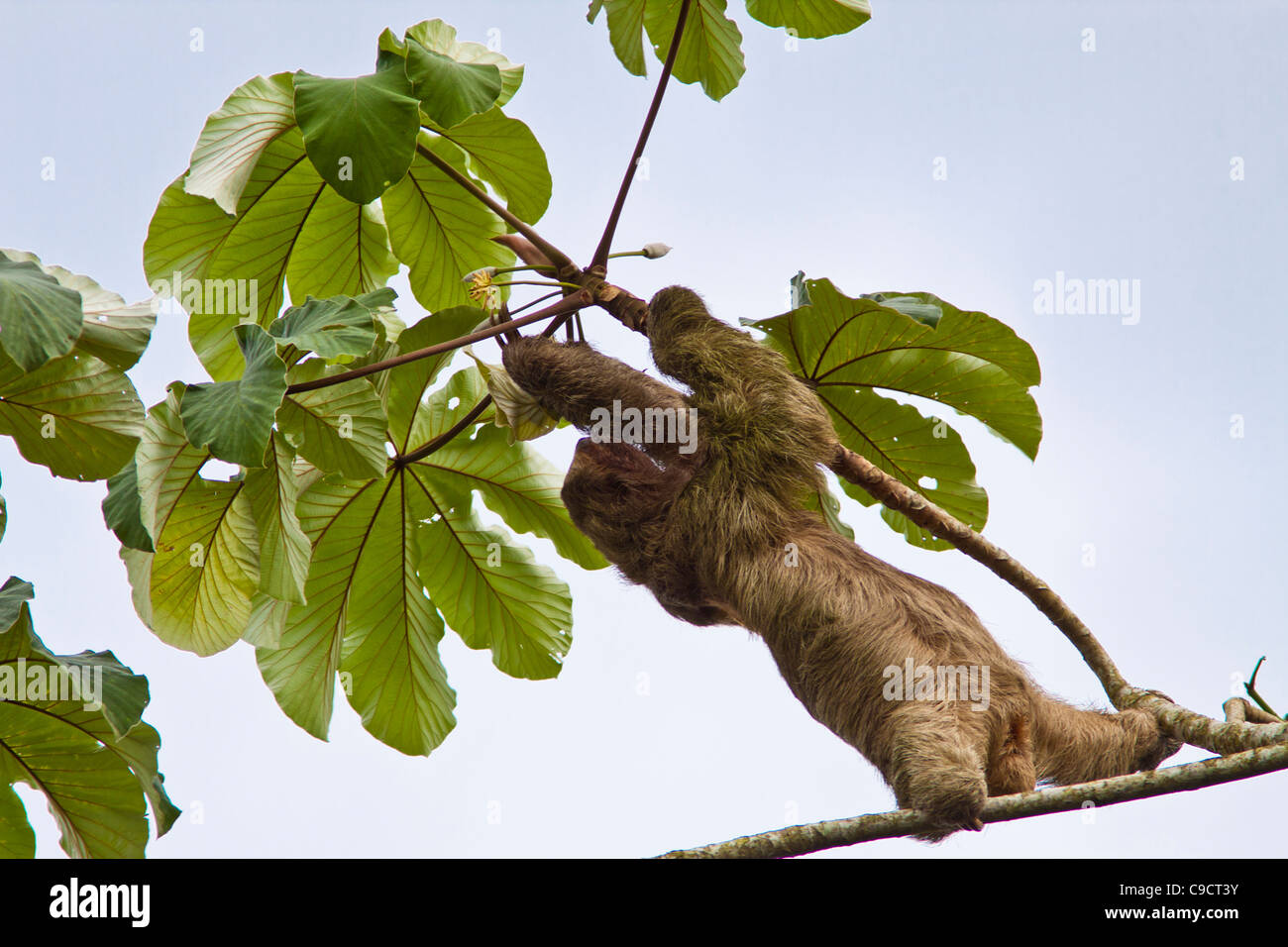 Sloth (genere Bradypus) a tre dita di colore marrone in Cetropia Tree in Costa Rica. Foto Stock