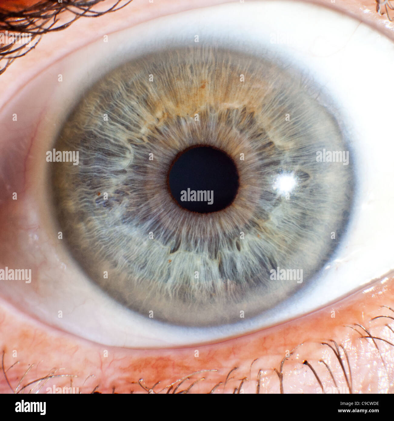 Macro di Eye ball iride e pupilla Foto Stock