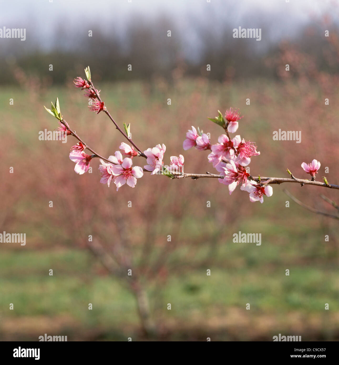 Albero di pesco in fiore. Foto Stock