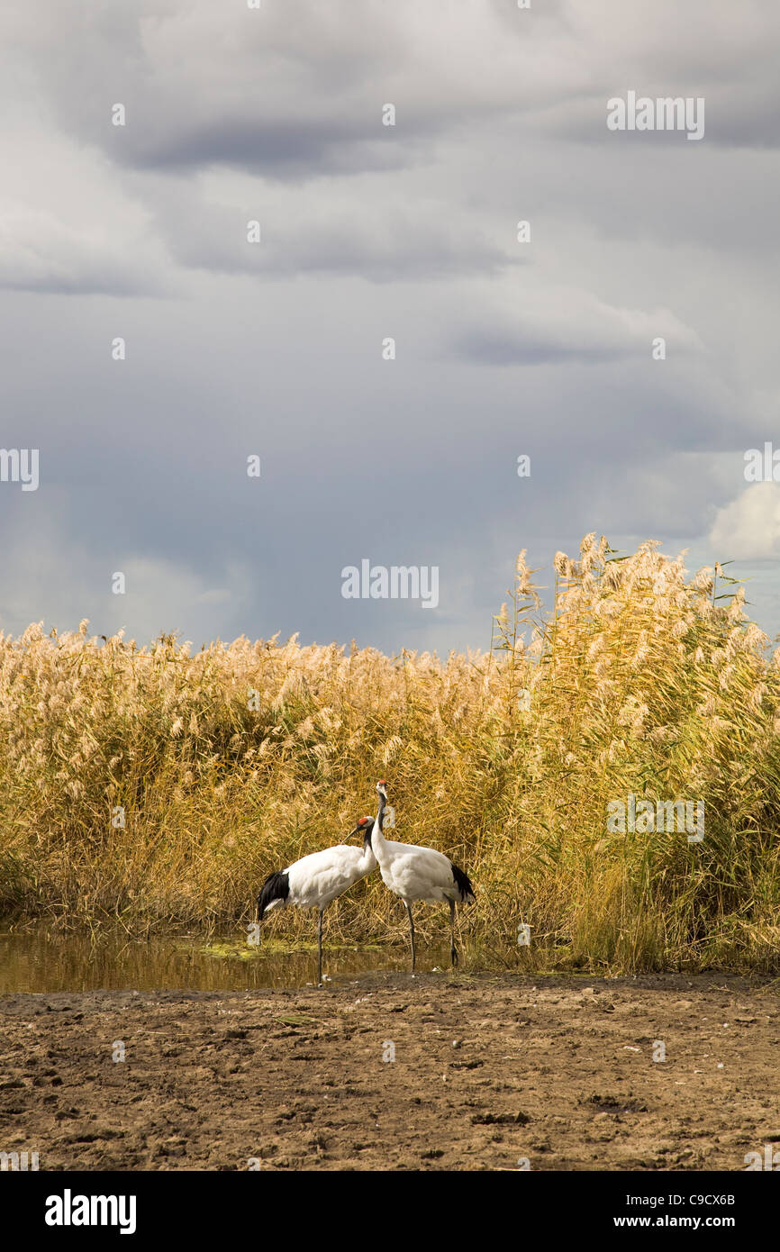Due red-gru coronata nel giallo reed. Foto Stock