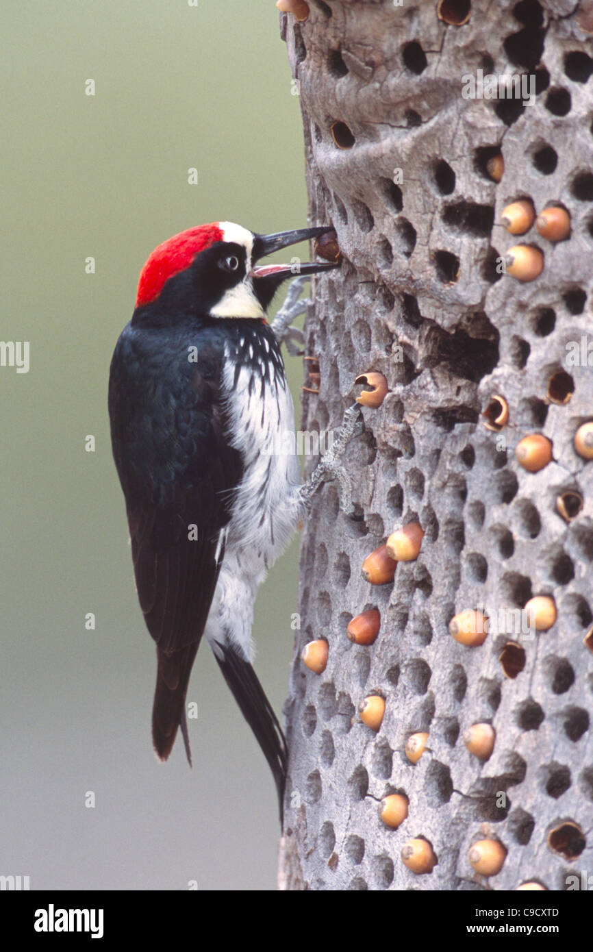 Acorn Woodpecker immagazzinare ghiande - verticale Foto Stock Acorn Woodpecker immagazzinare ghiande - verticale Foto Stock