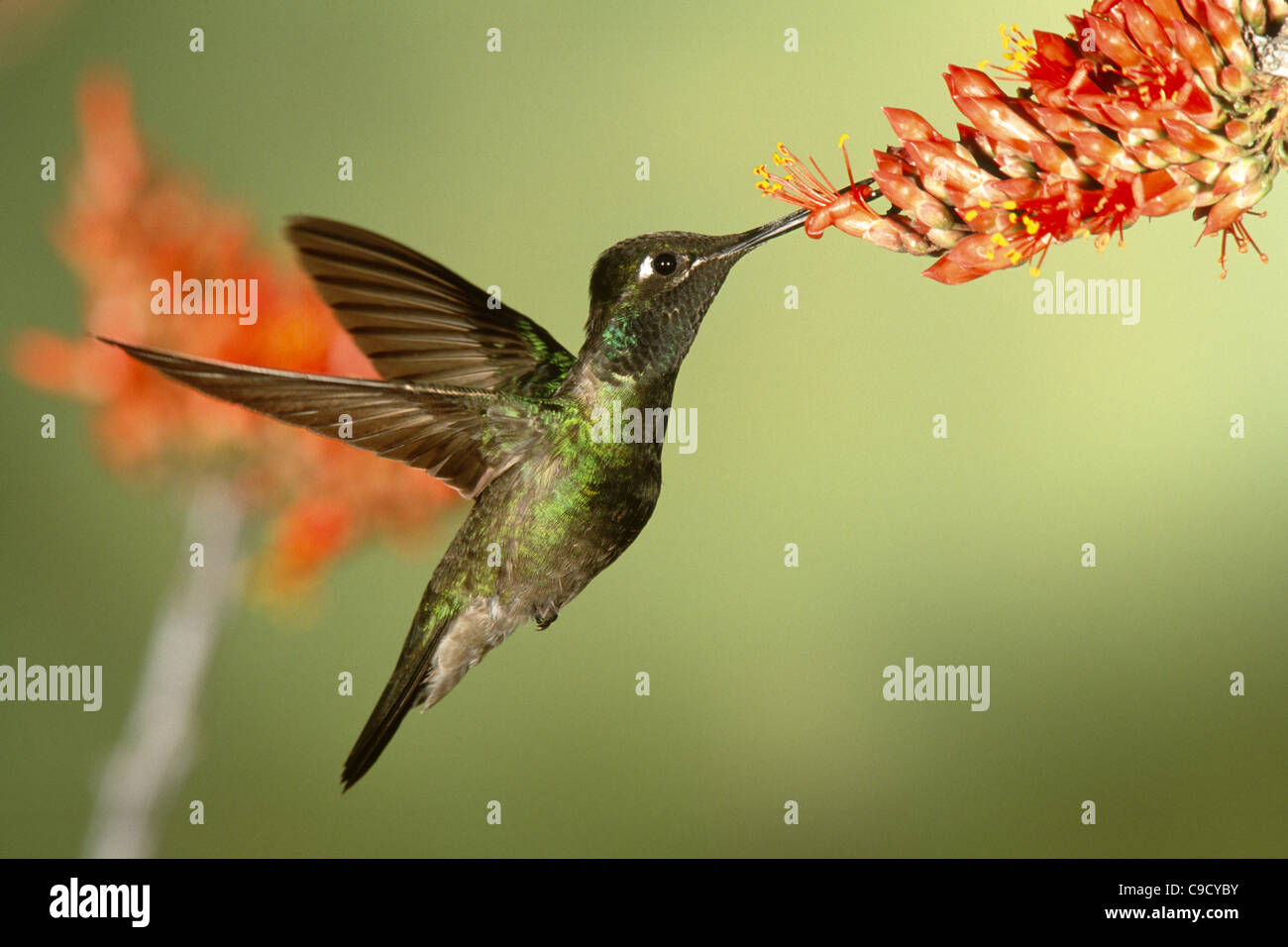 Magnifica Hummingbird feed sui fiori Ocotillo Foto Stock