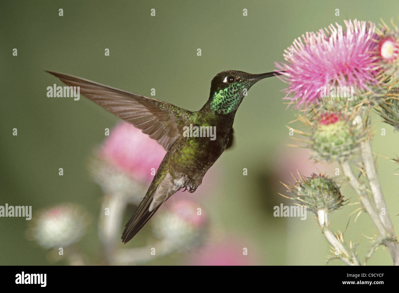 Magnifica Hummingbird si nutre di fiori di cardo Foto Stock
