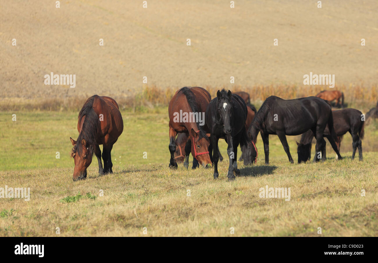 Un gruppo di cavalli all interno di un allevamento di cavalli Foto Stock