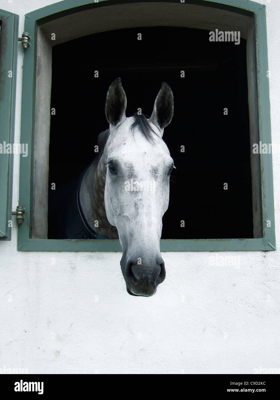 Cavallo guardando fuori della finestra stabile Foto Stock