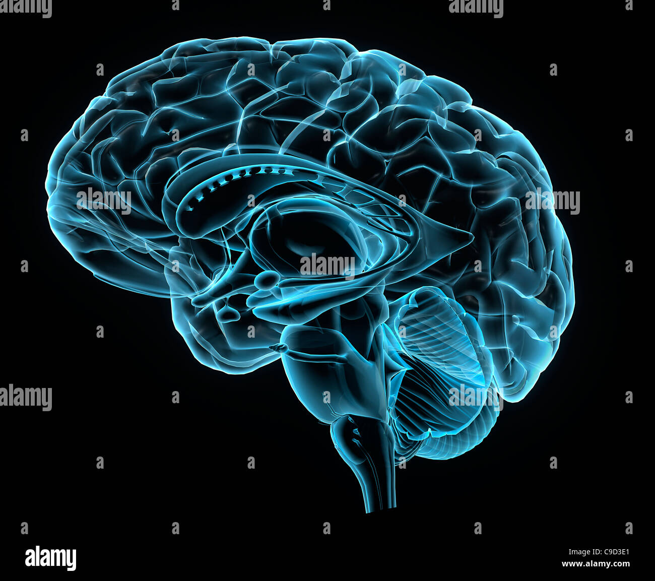 Blue immagine a raggi X del cervello umano anatomia, 3-D sezione sagittale (vista laterale, la sezione trasversale) del cervello umano e delle sue parti Foto Stock