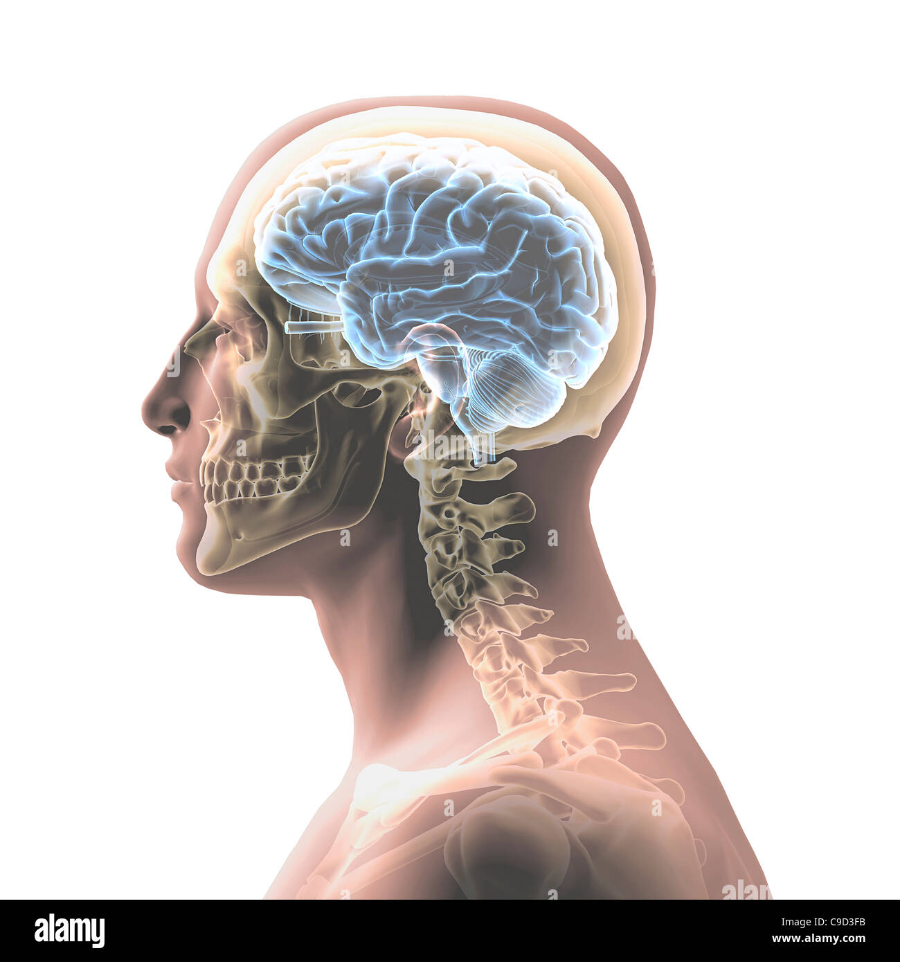 Profilo di uomo di testa e spalle con semi-trasparenti di cranio e della colonna vertebrale Foto Stock