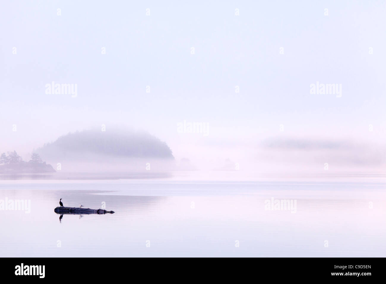 Cormorano appollaiate su un log in un stretto, villaggio Isola, British Columbia, Canada Foto Stock