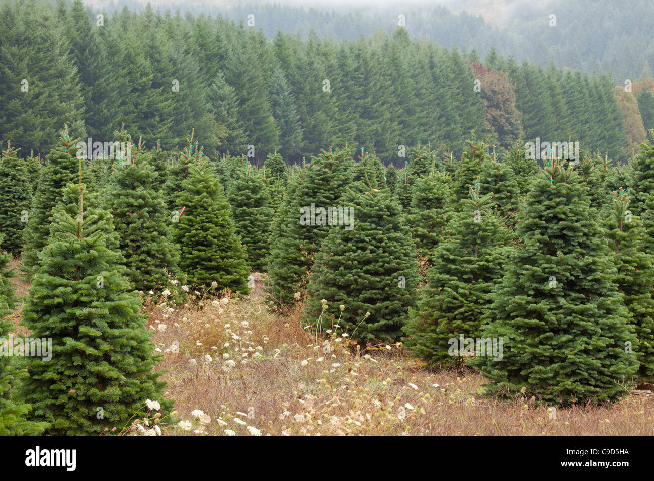 Stati Uniti d'America, Oregon, Alsea River, Christmas Tree Farm Foto Stock