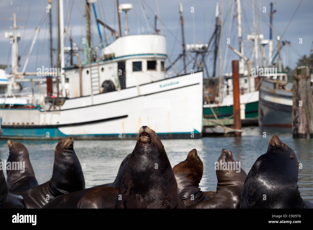 Stati Uniti d'America, Oregon, Charleston, California i leoni di mare (Zalophus californianus) sulla riva, barche da pesca in background Foto Stock