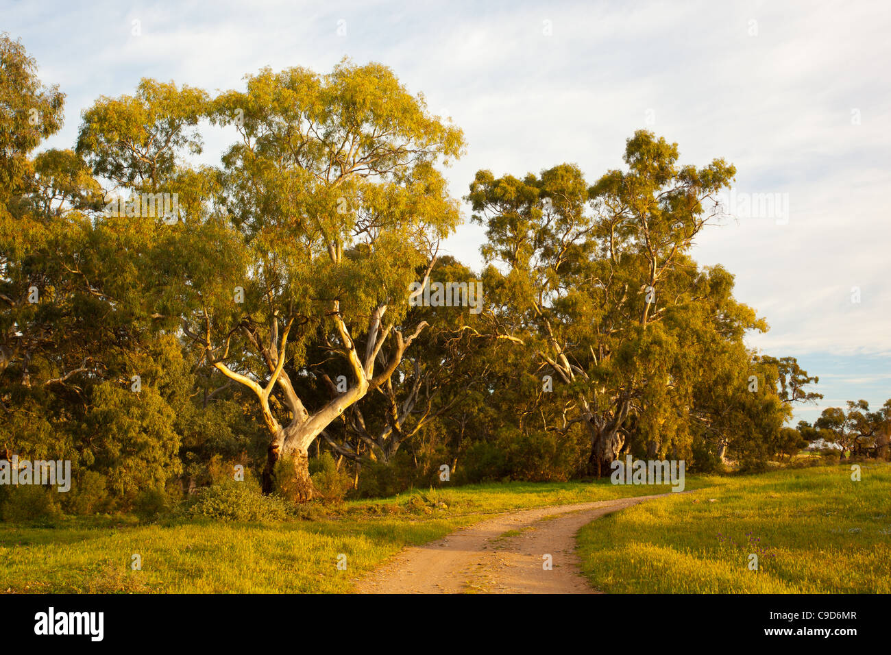 Fiume Red Gums (Eucalyptus camaldulensis) in Burra Creek Gorge vicino a Burra in Sud Australia Foto Stock