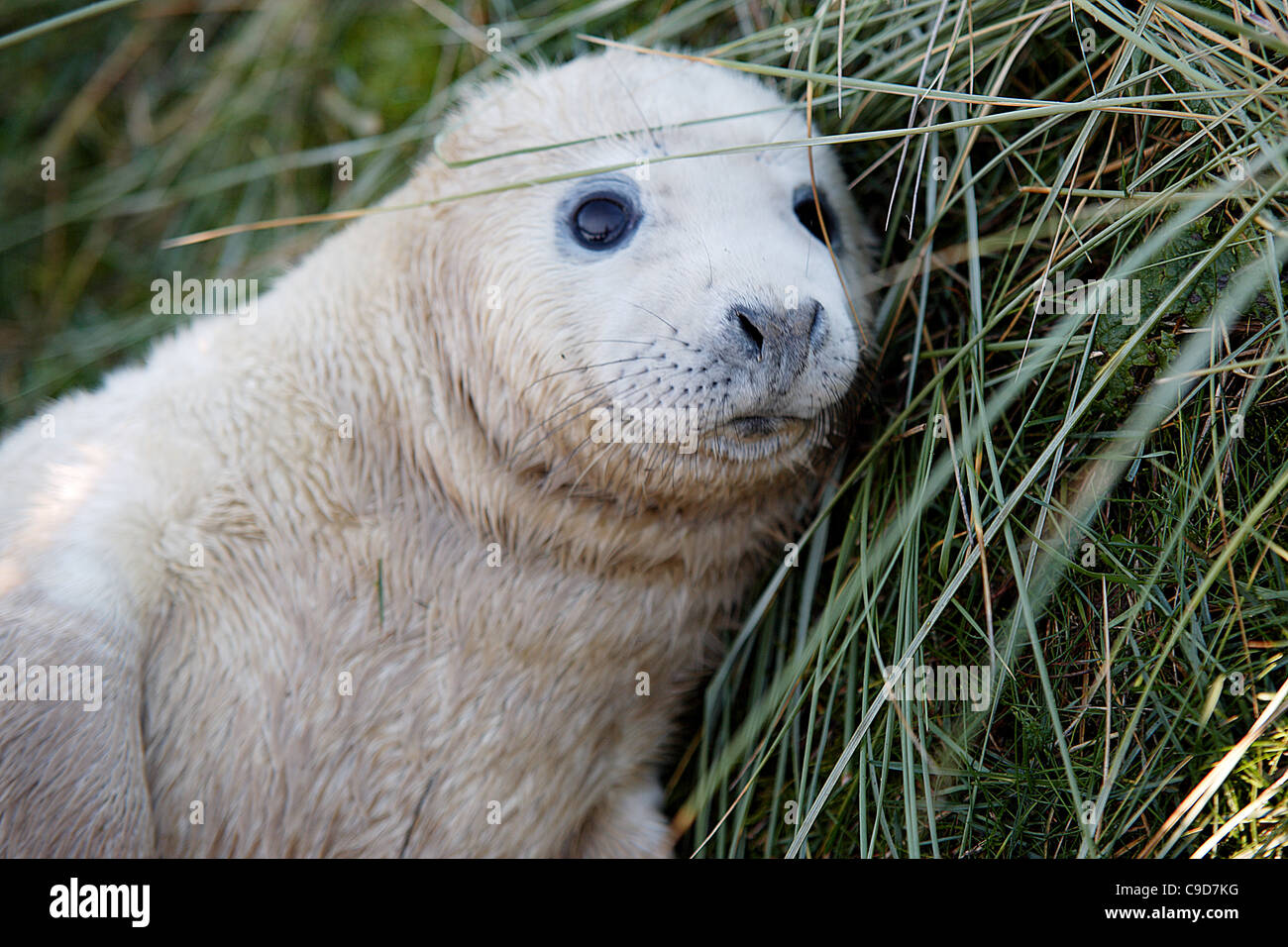 Baby seal immagini e fotografie stock ad alta risoluzione Alamy