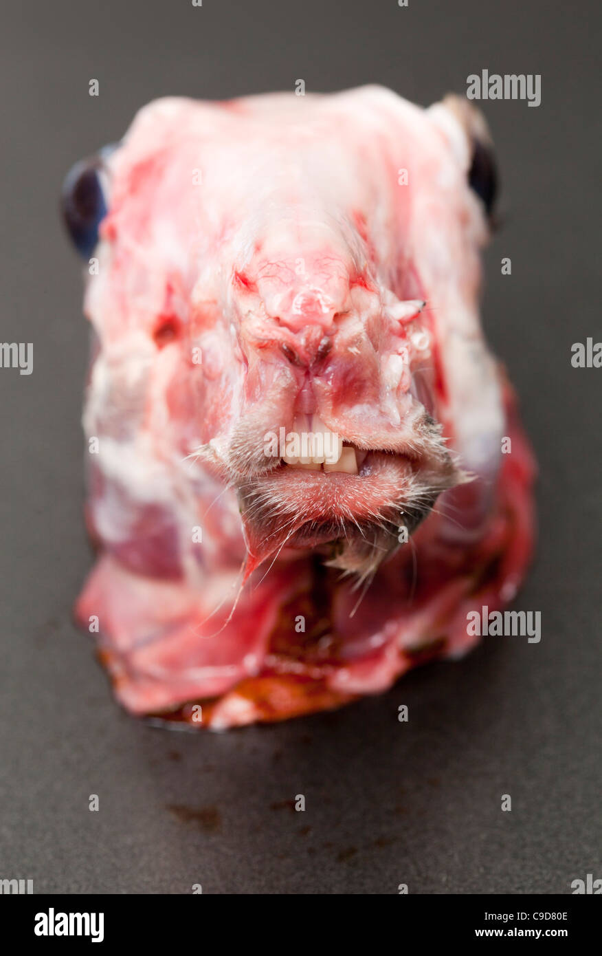 Skinned Rabbit Head - un esempio dello strano o strano cibo mangiato dalle persone di tutto il mondo Foto Stock