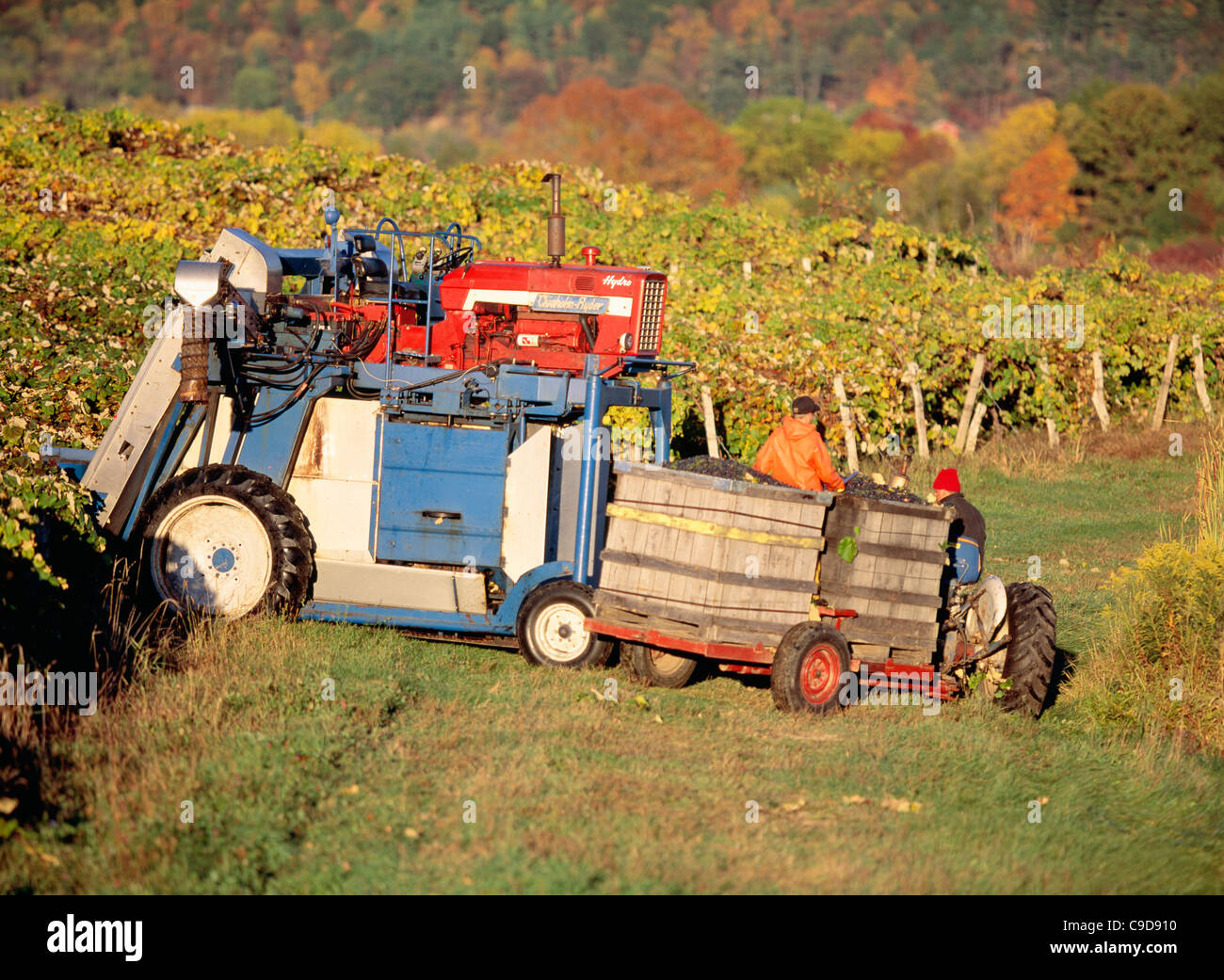 La raccolta di uve con Chisholm Ryder - Regione dei Laghi Finger. Foto Stock