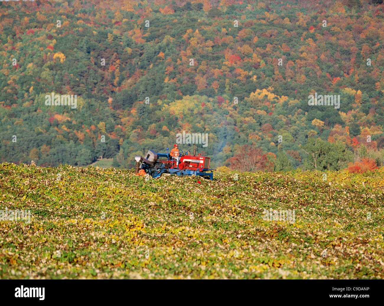 La raccolta di uve con Chisholm Ryder - Regione dei Laghi Finger. Foto Stock