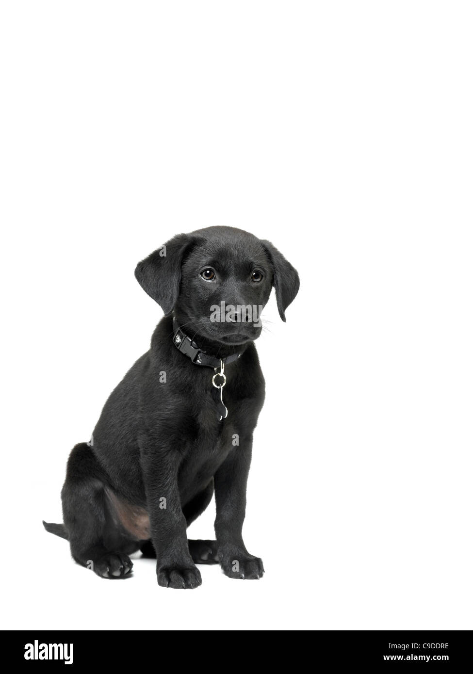 Il labrador nero cucciolo Foto Stock