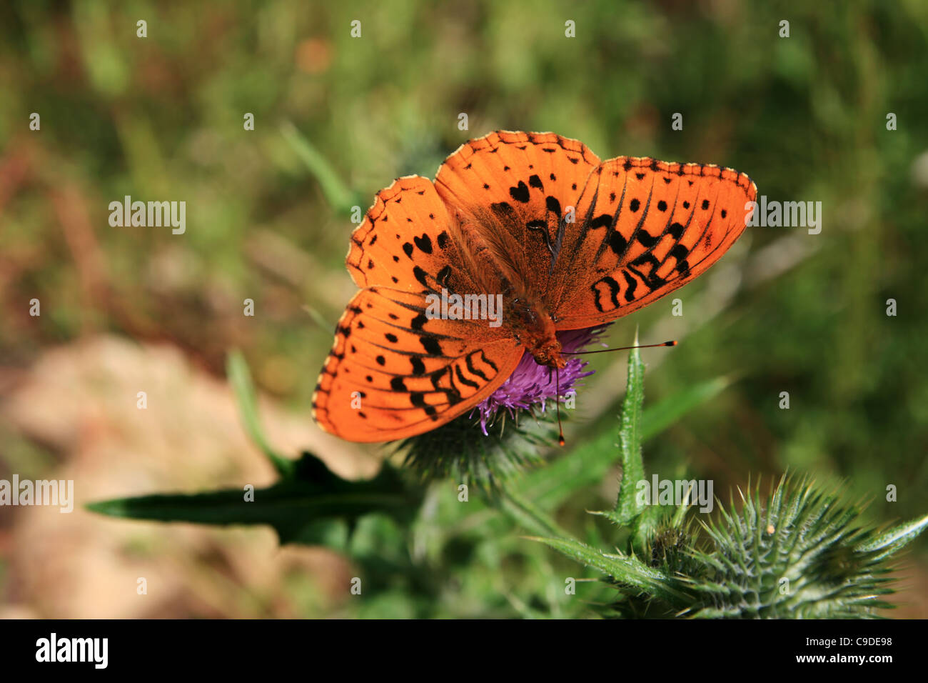 Orange grande lamas fritillary butterfly (Speyeria cybele) su un fiore di cardo Foto Stock