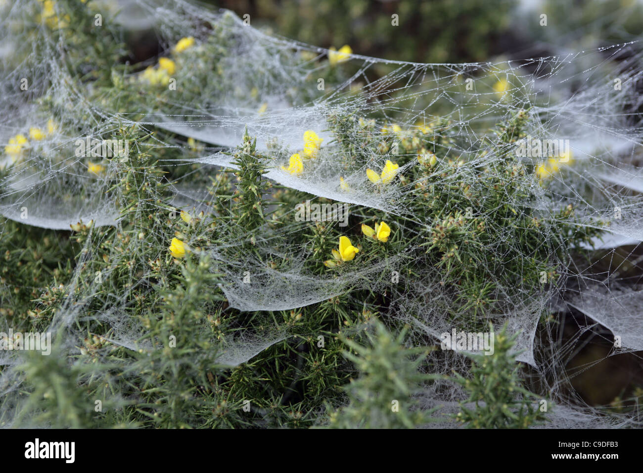 Ragnatele su un Gorse bush. Foto Stock