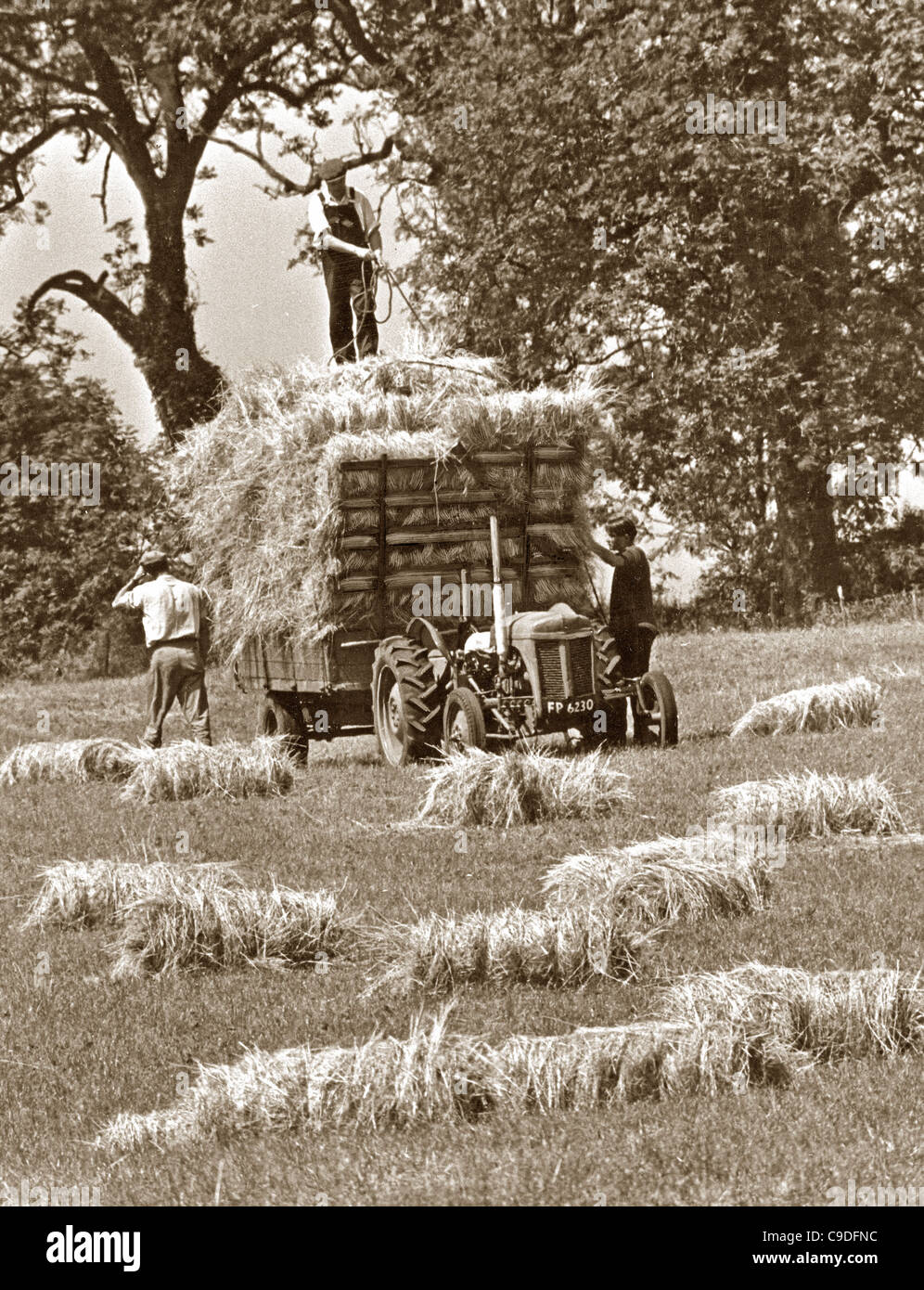 Fienagione negli anni cinquanta Foto Stock