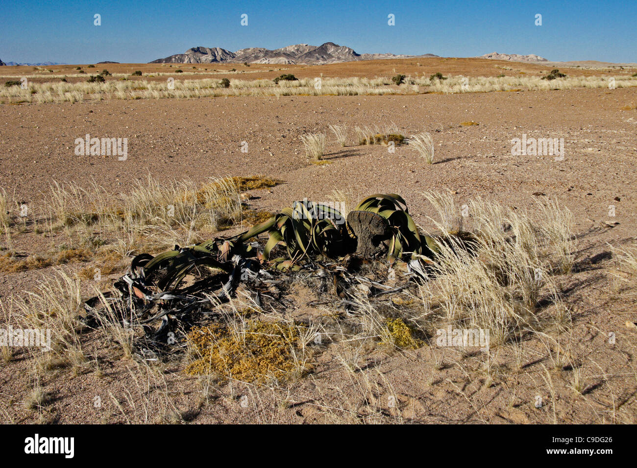 Welwitschia mirabilis impianto Namib-Naukluft National Park, Namibia Foto Stock