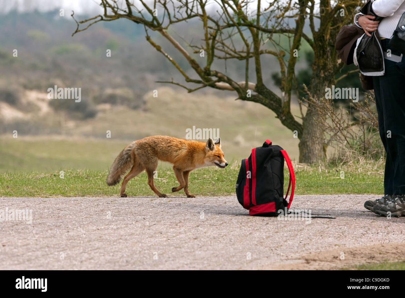 Curioso Red Fox (Vulpes vulpes vulpes) sniffing zaino per i prodotti alimentari di un passeggiatore nelle dune vicino a Zandvoort, Paesi Bassi Foto Stock