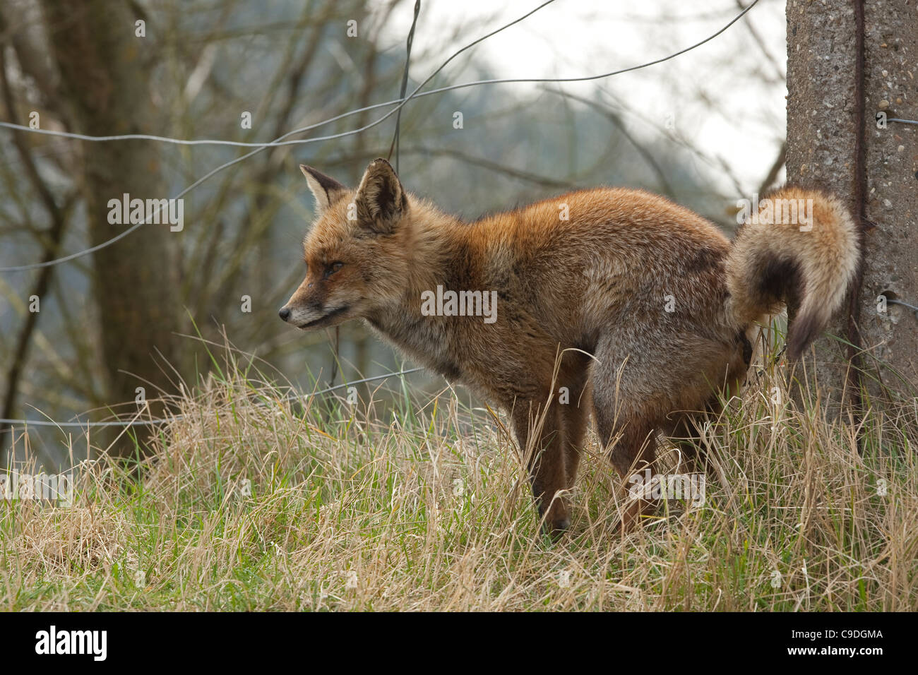 Red Fox (Vulpes vulpes) profumo maschile segnando il suo territorio da parte di defecare contro il palo da recinzione Foto Stock