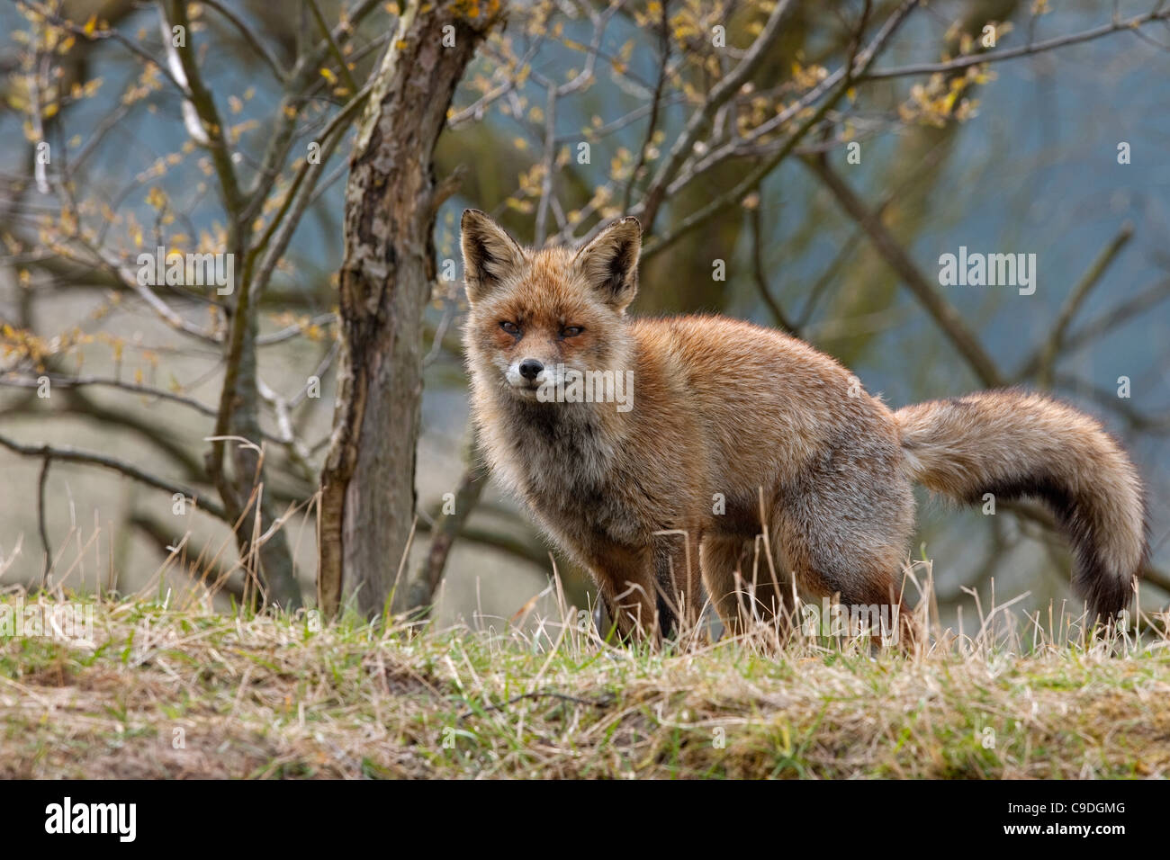 Red Fox (Vulpes vulpes) profumo femminile segnando il suo territorio nelle dune Foto Stock