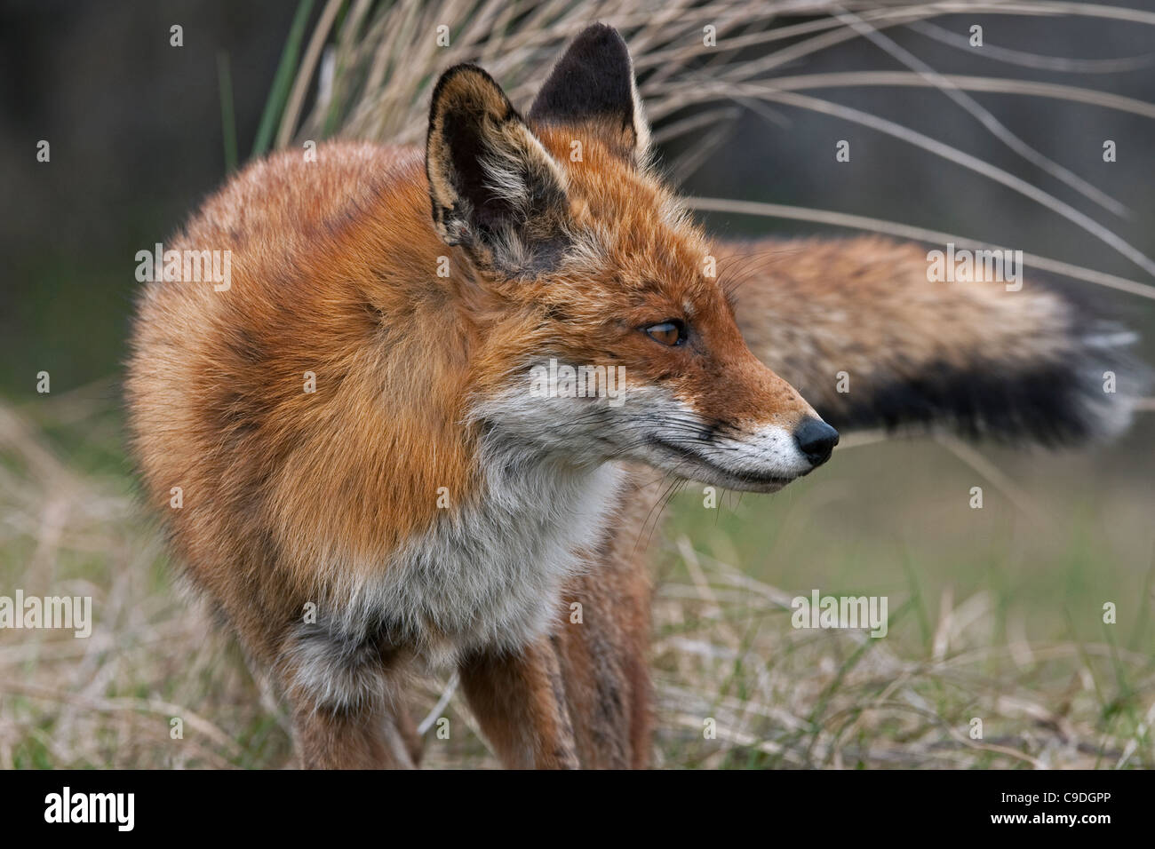 Red Fox (Vulpes vulpes vulpes) close up ritratto Foto Stock