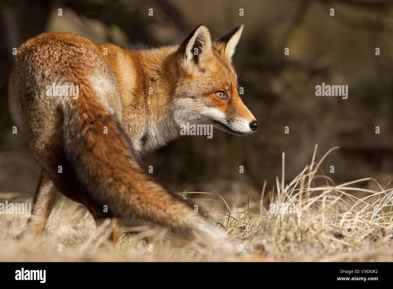 Avviso Red Fox (Vulpes vulpes vulpes) guardando la preda Foto Stock
