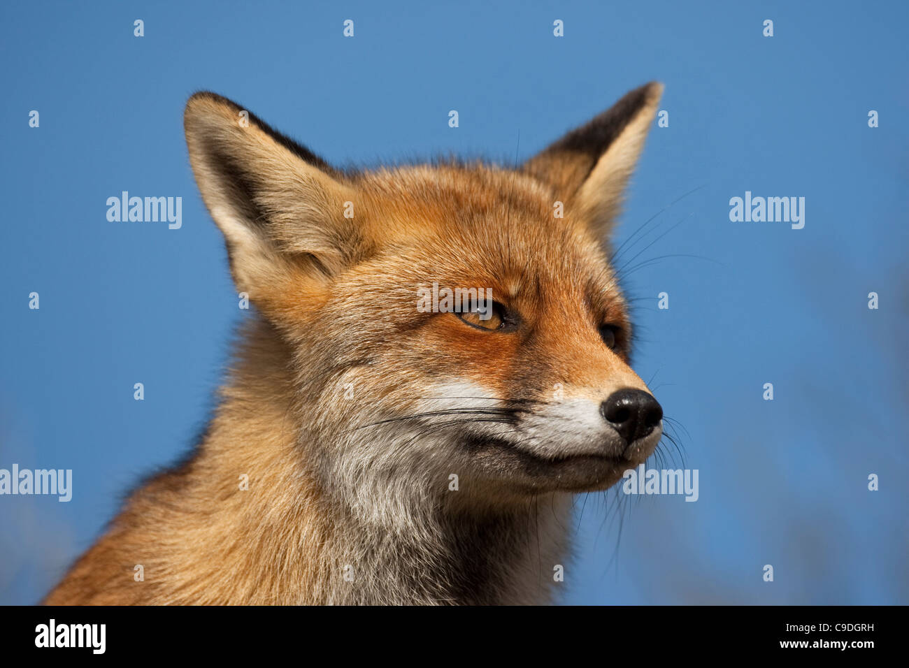 Red Fox (Vulpes vulpes vulpes) close-up Foto Stock