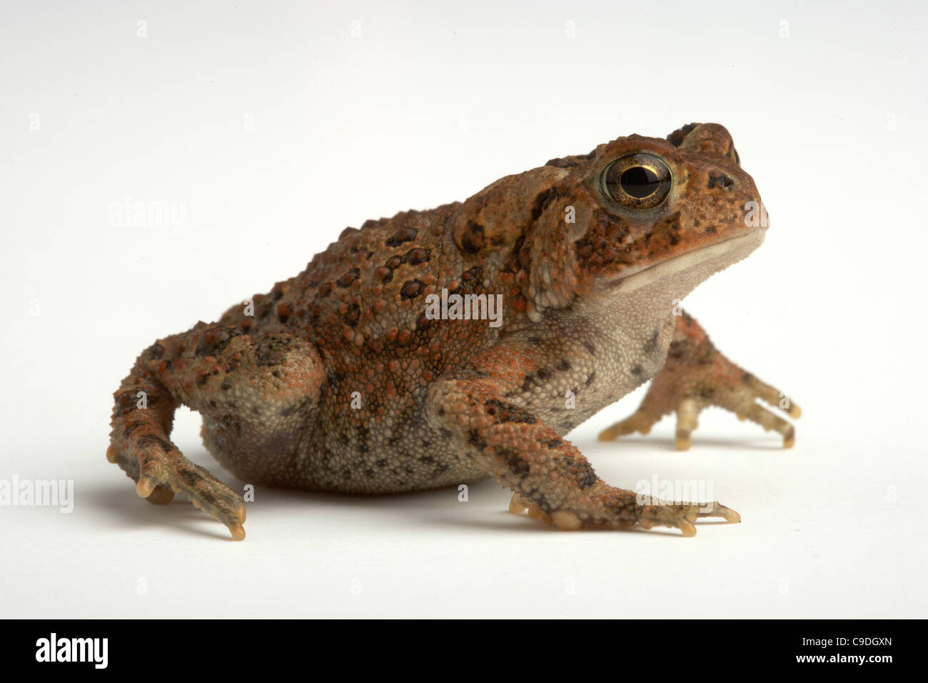 Close-up di un rospo americano (Bufo americanus) Foto Stock
